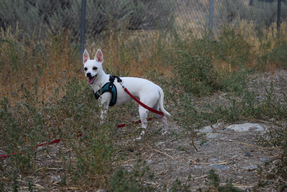 Roo, an adoptable Chihuahua in Salmon, ID, 83467 | Photo Image 5