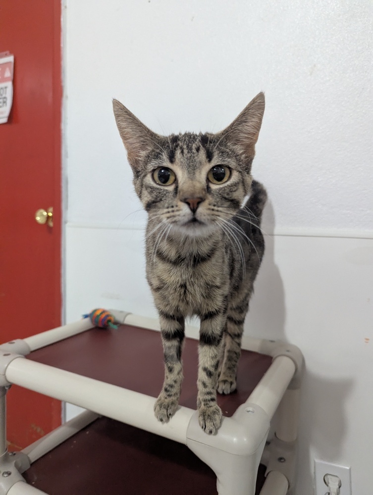 Theia, an adoptable Domestic Short Hair in Salmon, ID, 83467 | Photo Image 1