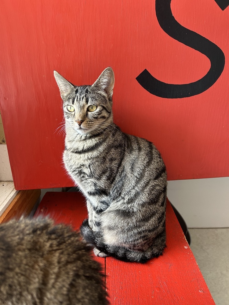 Theia, an adoptable Domestic Short Hair in Salmon, ID, 83467 | Photo Image 2