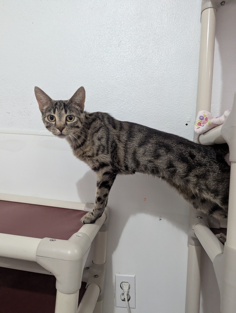 Theia, an adoptable Domestic Short Hair in Salmon, ID, 83467 | Photo Image 3