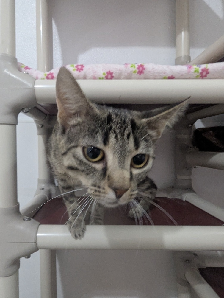 Theia, an adoptable Domestic Short Hair in Salmon, ID, 83467 | Photo Image 3