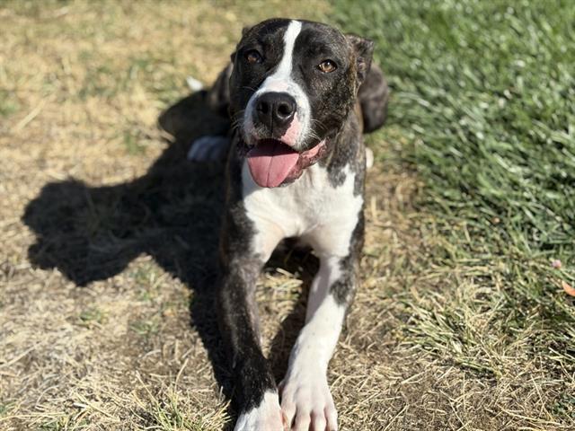 BANJO