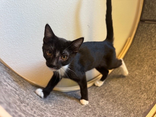 YAKKO