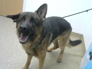 ZEUS, Young Male unknown