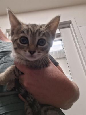 CAT 5, Baby Female unknown