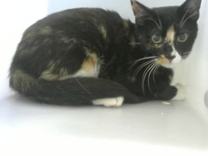 LUNA, Young Female unknown