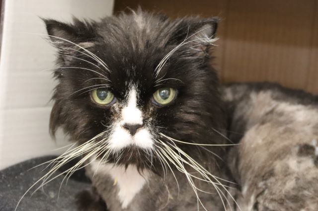MR. PERSIAN*, an adoptable Persian, Domestic Short Hair in Tucson, AZ, 85745 | Photo Image 1