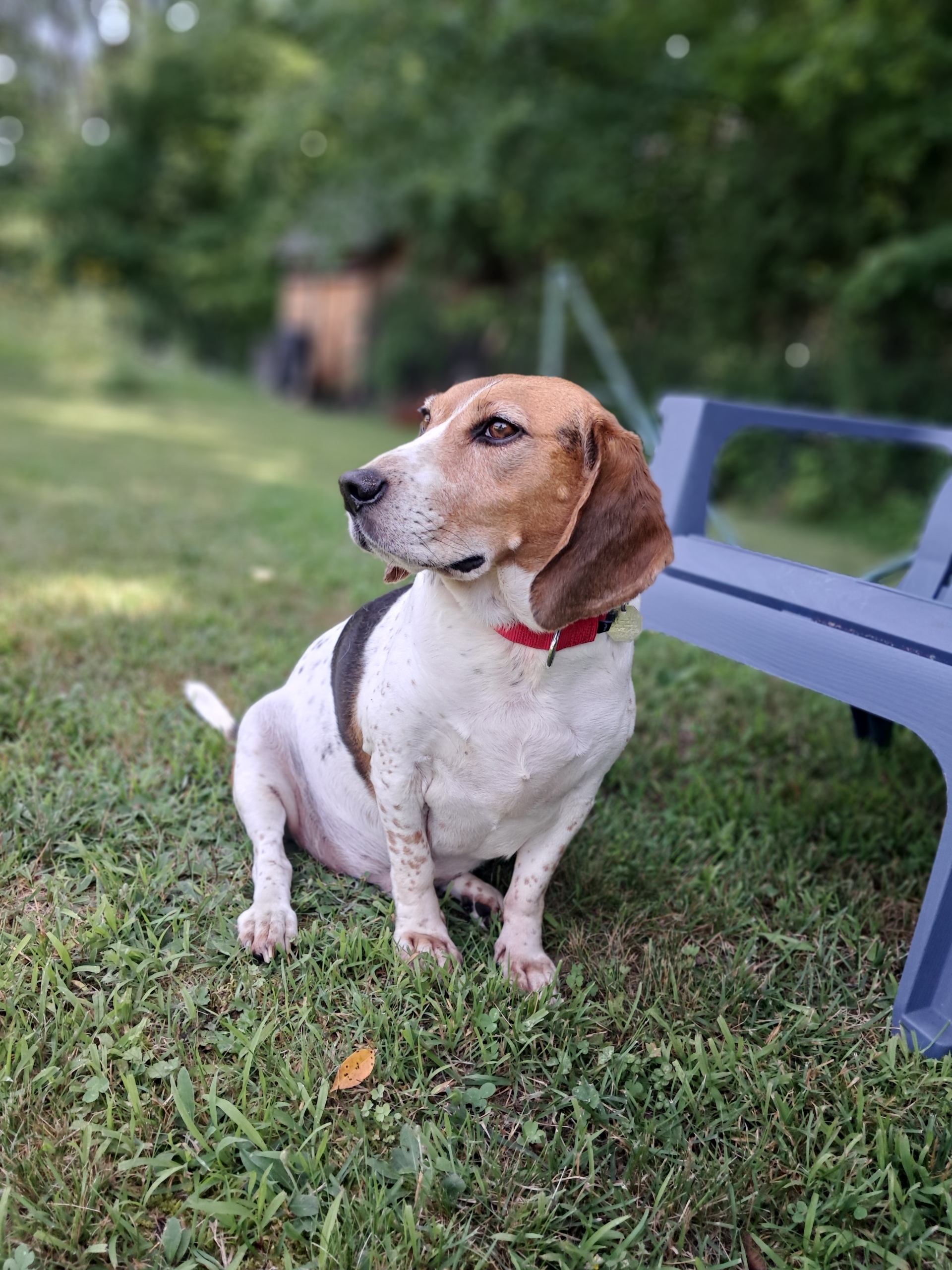 Buddy