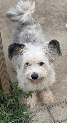 Bones is a loving interactive and active 2 year old female SchnauzerPoodle Mix She relates well w