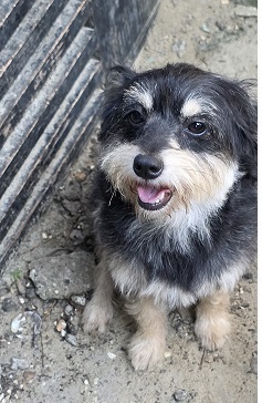 Booth came to us from Gadsden Co where he was relinquished to Animal Control Booth is about 2 year