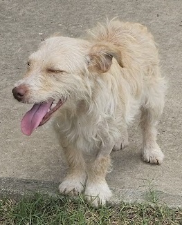 Hern is an 11-12 month old female Terrier Mix She is fully vetted current on shots spayed and mic
