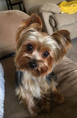 Gracie Lane is a 3 yo female Yorkie who came to us from a backyard breeder She weighs 5 pounds