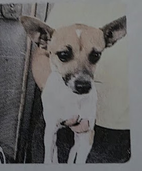 Katie is a whittan Chihuahua who is fully vetted She is sweet engaging and well-mannered Katie e