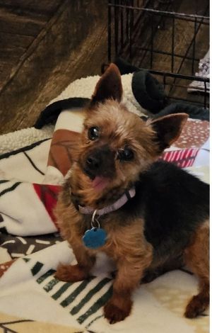 Mannie is an 11 year old Yorkie weighing 6 pounds She is fully vetted current on shots spayed an