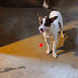 Honey is a 6 months old female Chihuahua who is fully vetted current on shots spayed and microchi