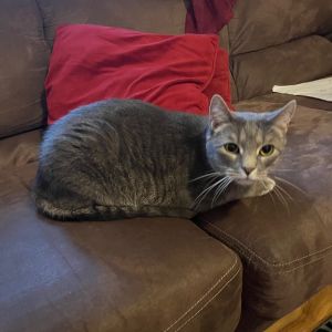 Bruce - Home to Home, Senior Male unknown