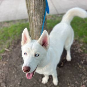 Zeus - Home to Home, Young Male unknown