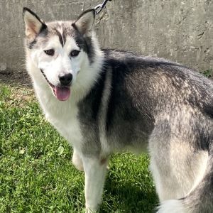 Sasha, Adult Female unknown