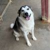 Sasha photo 2