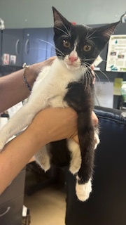 Moochie Domestic Short Hair Cat