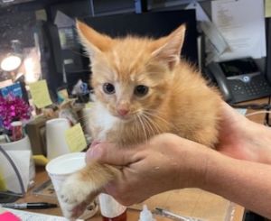 Rosemary Domestic Short Hair Cat