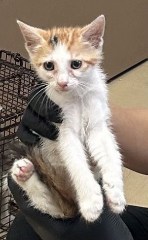 Josie Domestic Short Hair Cat