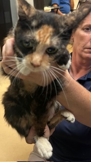 Chocholata Domestic Short Hair Cat