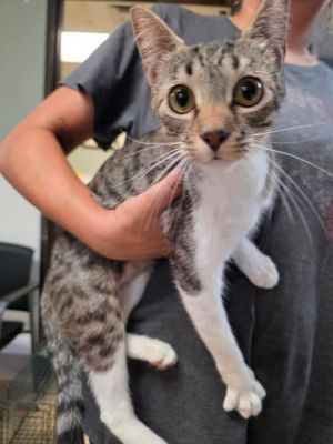 Ms Paws Domestic Short Hair Cat