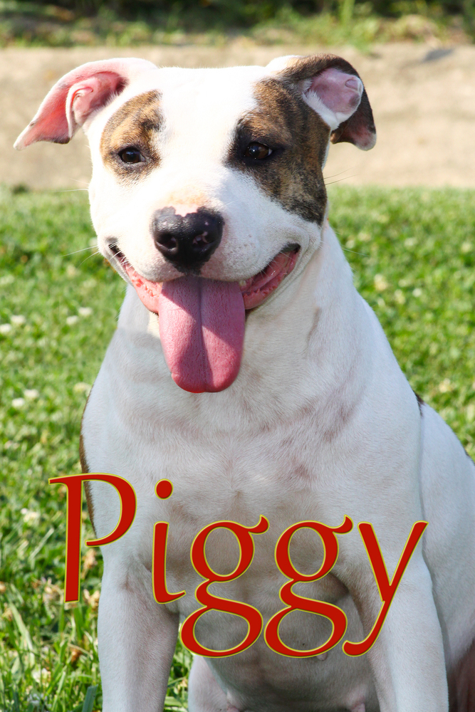 Piggy