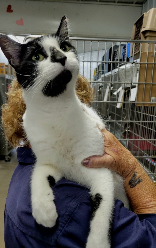 Jiminy Cricket, an adoptable Domestic Short Hair in Virginia, MN, 55792 | Photo Image 1