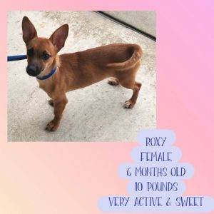 Looking for a little ray of sunshine to brighten your home Meet Roxy a tiny 13 lbs sweet and 