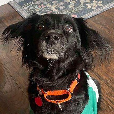 Bizzy, an adoptable Spaniel, Mixed Breed in Tampa, FL, 33602 | Photo Image 1