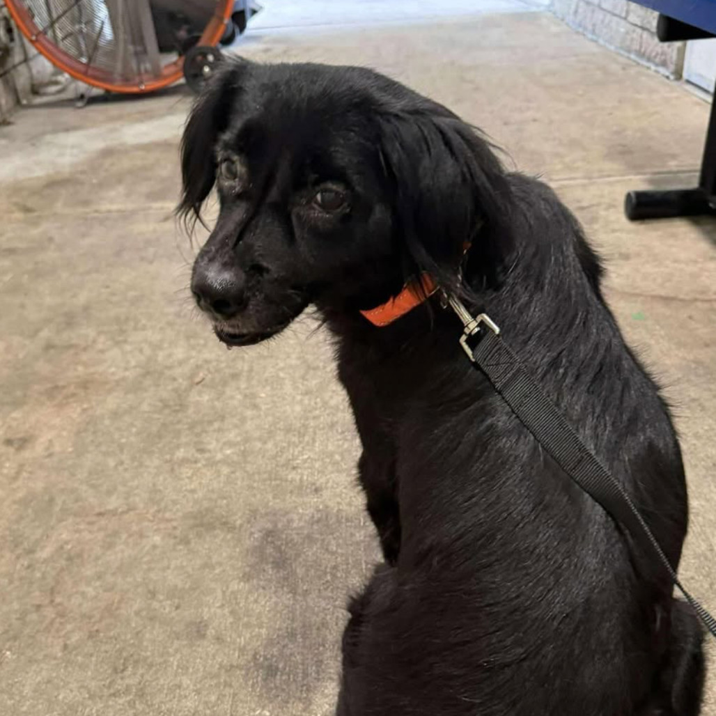 Bizzy, an adoptable Spaniel, Mixed Breed in Tampa, FL, 33602 | Photo Image 2