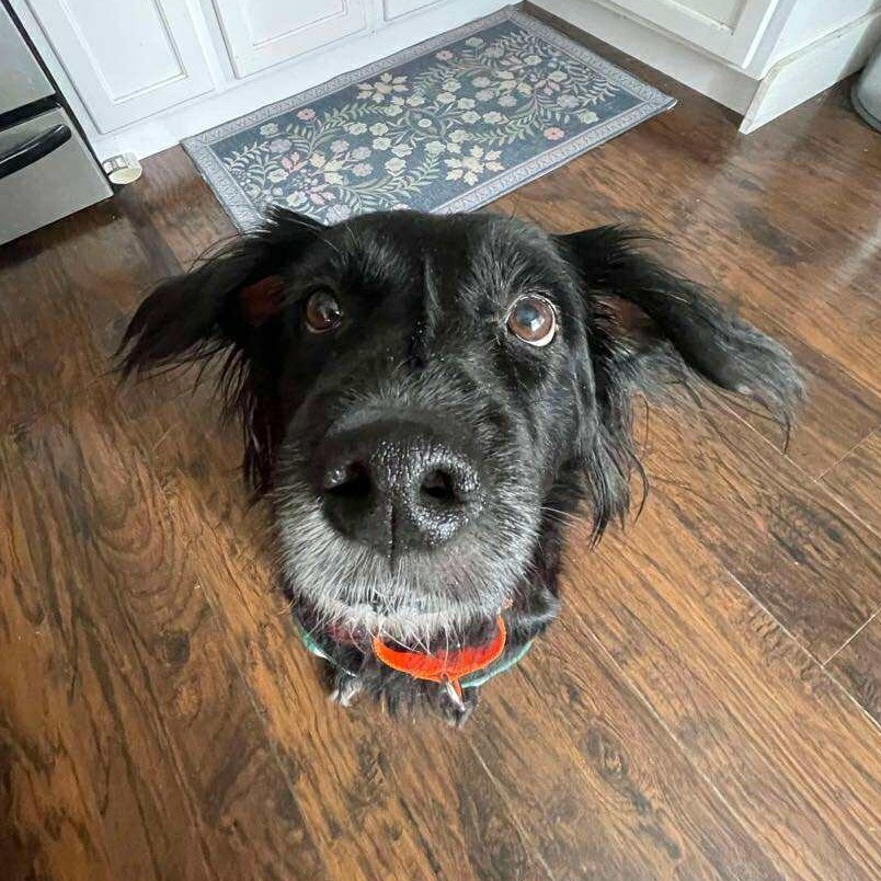 Bizzy, an adoptable Spaniel, Mixed Breed in Tampa, FL, 33602 | Photo Image 3