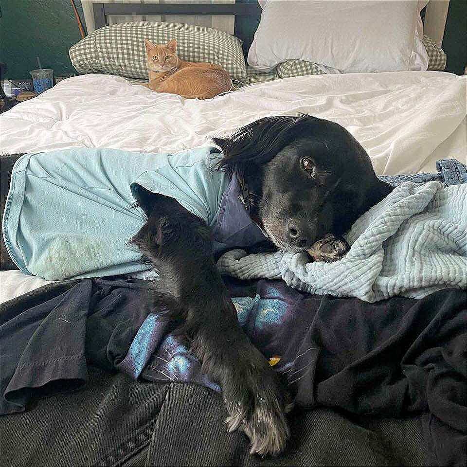 Bizzy, an adoptable Spaniel, Mixed Breed in Tampa, FL, 33602 | Photo Image 4