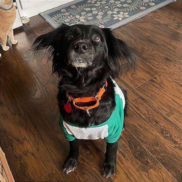 Bizzy, an adoptable Spaniel, Mixed Breed in Tampa, FL, 33602 | Photo Image 5