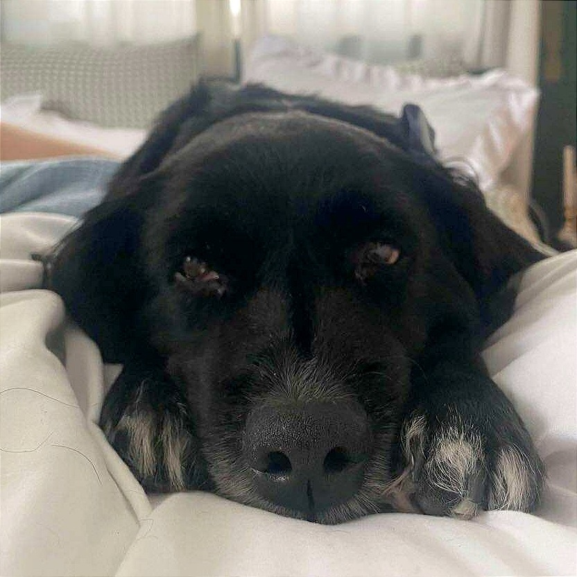 Bizzy, an adoptable Spaniel, Mixed Breed in Tampa, FL, 33602 | Photo Image 6