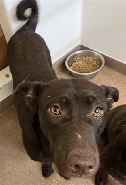 ECHO, an adoptable Labrador Retriever, Mixed Breed in Casper, WY, 82601 | Photo Image 1