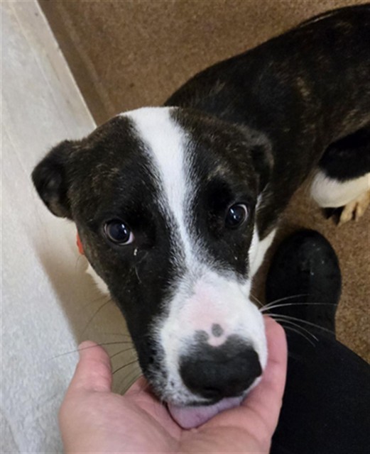DALE, an adoptable Collie, Mixed Breed in Casper, WY, 82601 | Photo Image 1