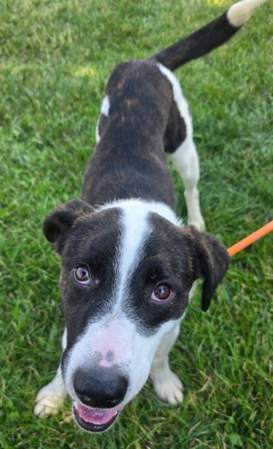 DALE, an adoptable Collie, Mixed Breed in Casper, WY, 82601 | Photo Image 1
