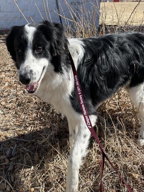 FRANK, an adoptable Border Collie in Casper, WY, 82601 | Photo Image 1