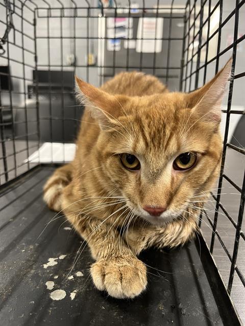 ORANGE, an adoptable Domestic Short Hair in Casper, WY, 82601 | Photo Image 1