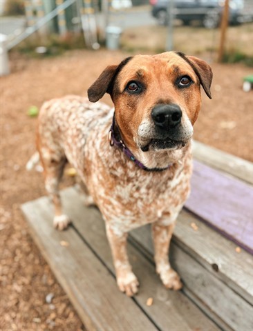 DUKE, an adoptable Australian Cattle Dog / Blue Heeler, Mixed Breed in McKinleyville, CA, 95519 | Photo Image 1
