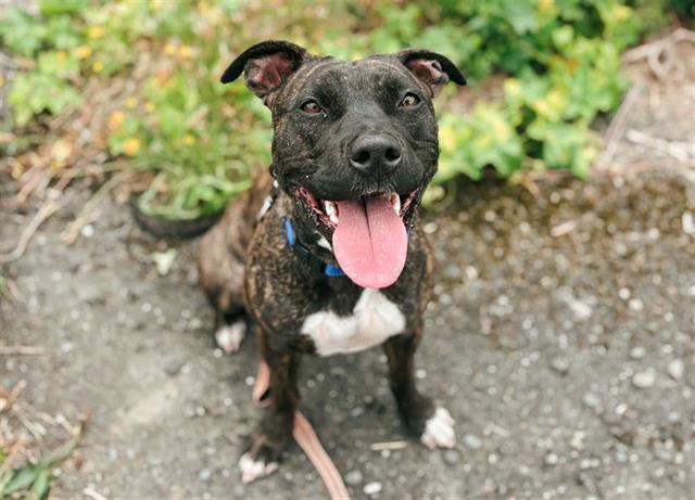 POOKIE, an adoptable Pit Bull Terrier, Mixed Breed in McKinleyville, CA, 95519 | Photo Image 1