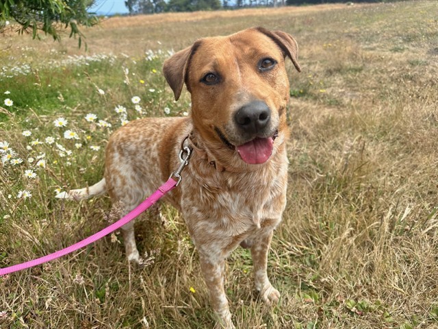 GINGER, an adoptable Australian Cattle Dog / Blue Heeler, Mixed Breed in McKinleyville, CA, 95519 | Photo Image 1