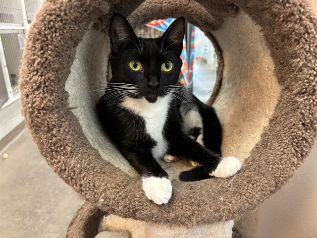 SHYANN, an adoptable Domestic Short Hair in McKinleyville, CA, 95519 | Photo Image 1