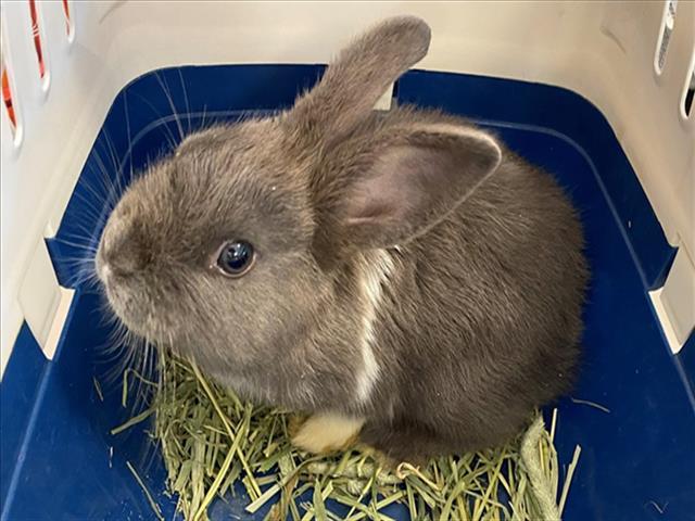 OREO