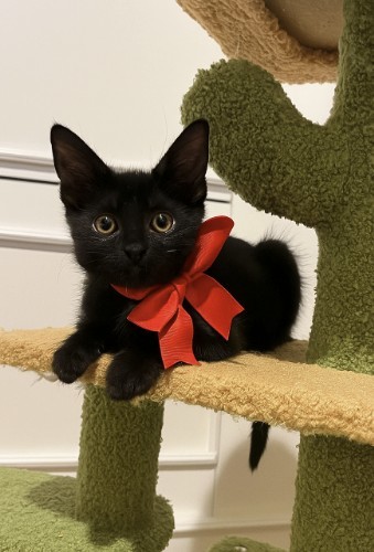 DAISY MAE