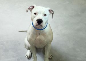 BRUNO Pit Bull Terrier Dog