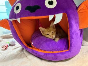 OLIVER Domestic Short Hair Cat
